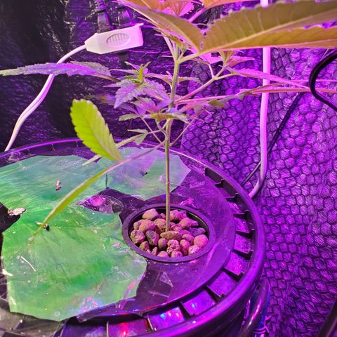 Unknown strain growlog timeline photo