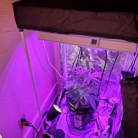 Unknown strain growlog timeline photo