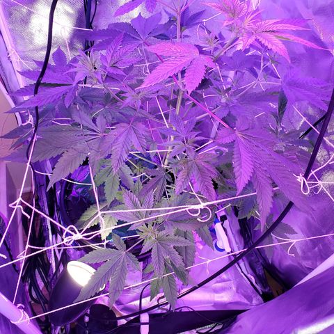 Unknown strain growlog timeline photo