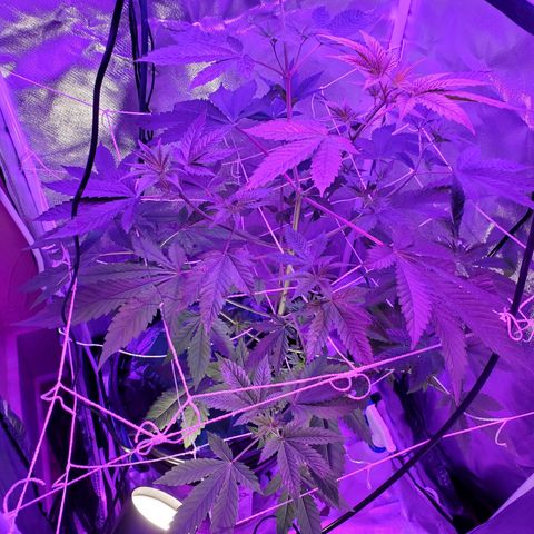 Unknown strain growlog timeline photo