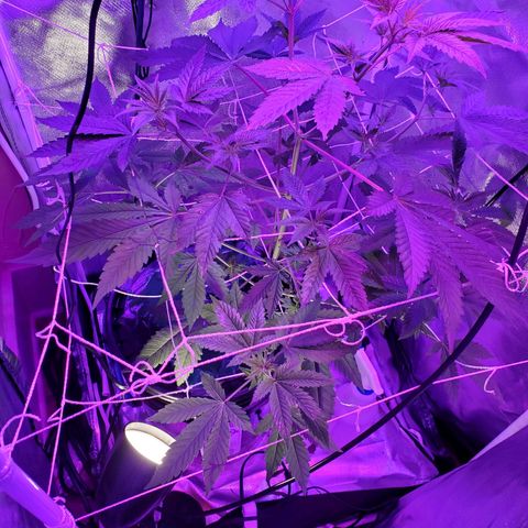 Unknown strain growlog timeline photo