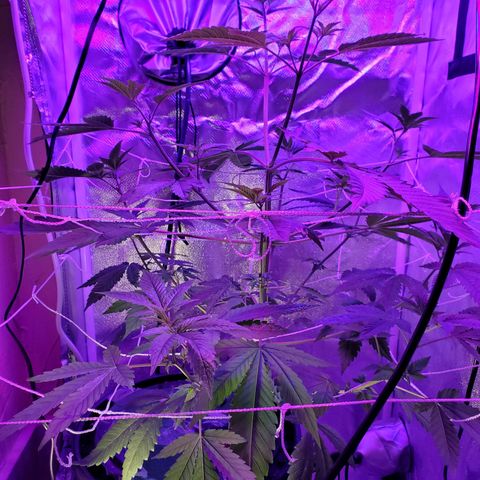 Unknown strain growlog timeline photo