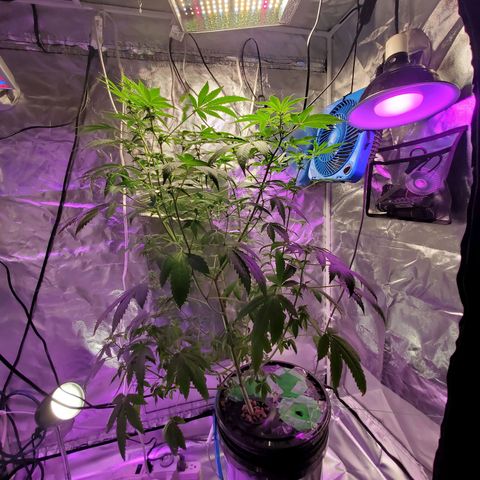 Unknown strain growlog timeline photo