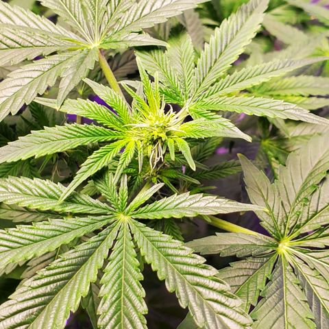 Unknown strain growlog timeline photo