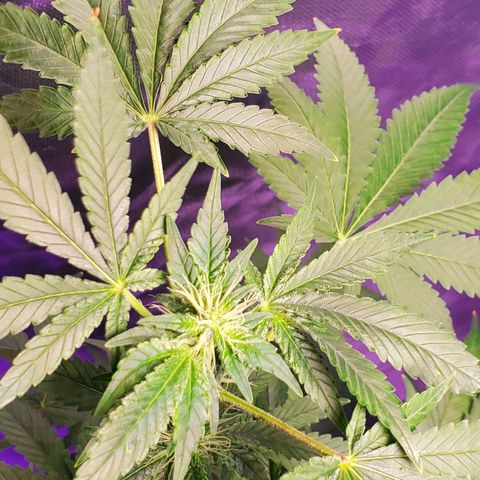 Unknown strain growlog timeline photo