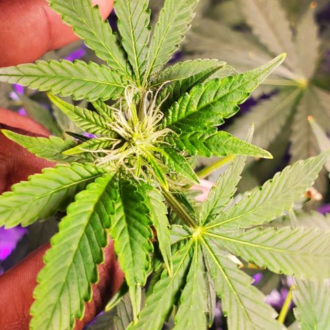 Unknown strain growlog timeline photo