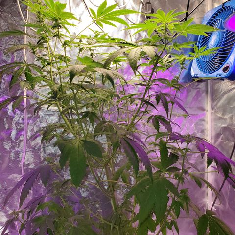 Unknown strain growlog timeline photo