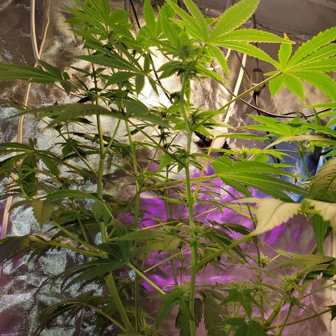 Unknown strain growlog timeline photo