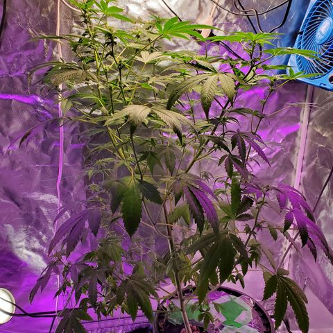 Unknown strain growlog timeline photo