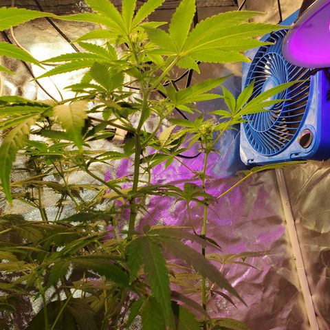 Unknown strain growlog timeline photo