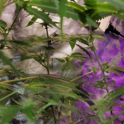 Unknown strain growlog timeline photo