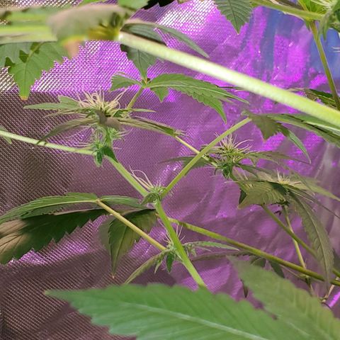 Unknown strain growlog timeline photo