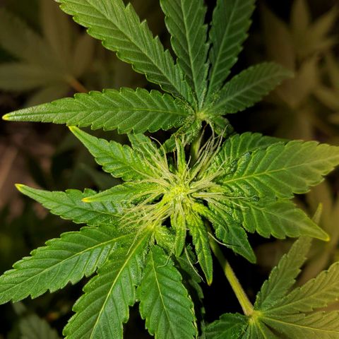 Unknown strain growlog timeline photo