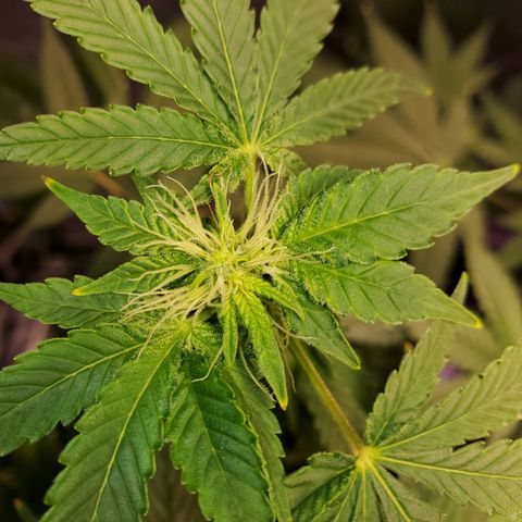 Unknown strain growlog timeline photo