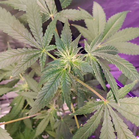 Unknown strain growlog timeline photo