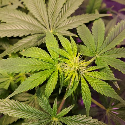 Unknown strain growlog timeline photo