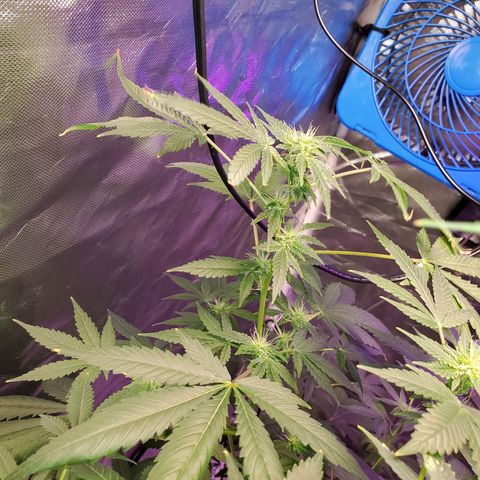 Unknown strain growlog timeline photo