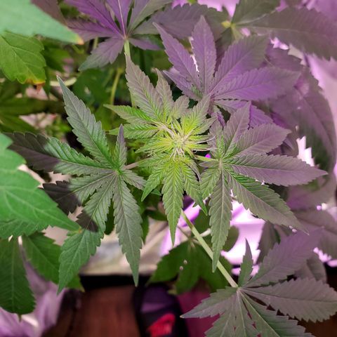 Unknown strain growlog timeline photo