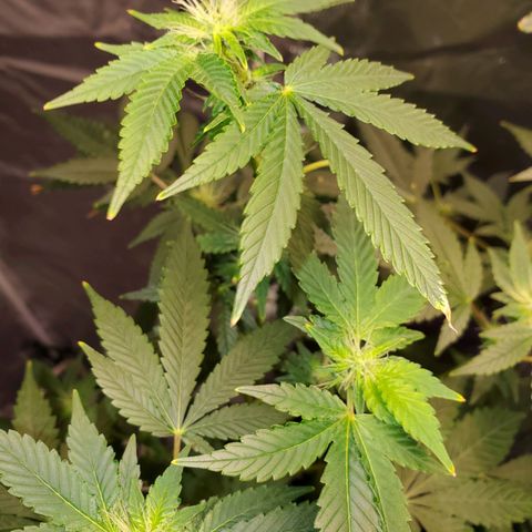 Unknown strain growlog timeline photo