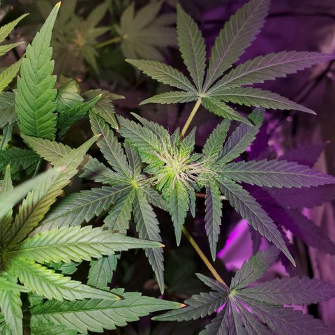 Unknown strain growlog timeline photo