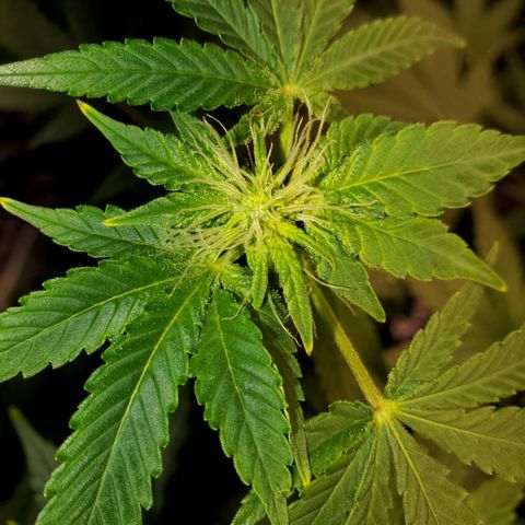 Unknown strain growlog timeline photo