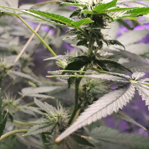 Unknown strain growlog timeline photo