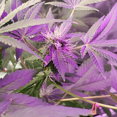 Unknown strain growlog timeline photo