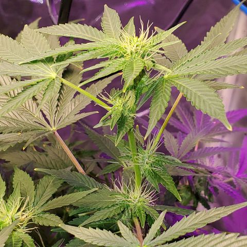 Unknown strain growlog timeline photo