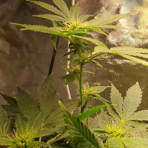 Unknown strain growlog timeline photo