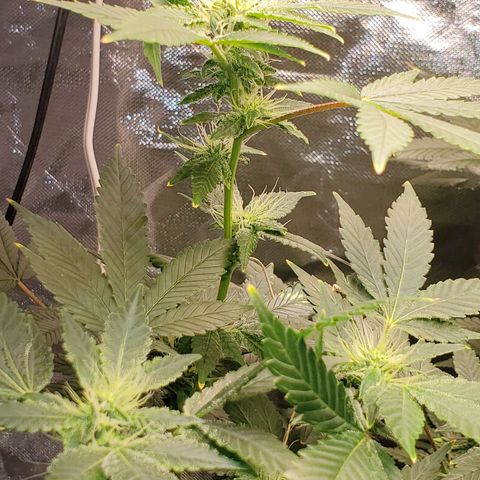 Unknown strain growlog timeline photo