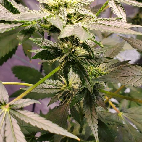 Unknown strain growlog timeline photo