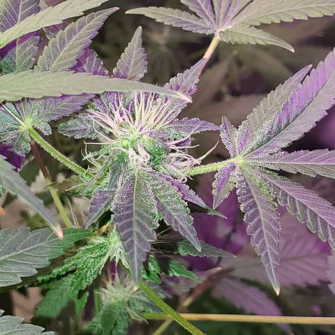 Unknown strain growlog timeline photo