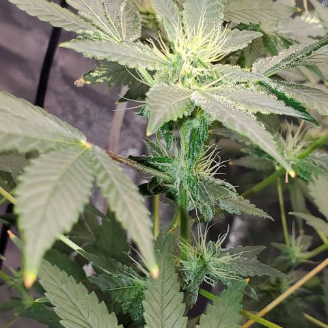 Unknown strain growlog timeline photo