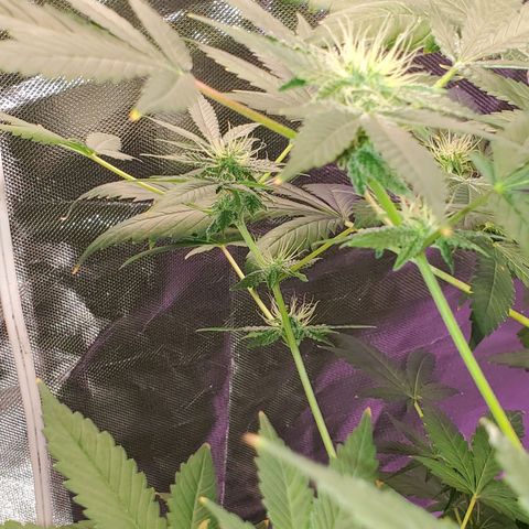 Unknown strain growlog timeline photo
