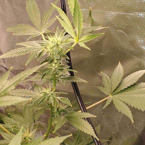 Unknown strain growlog timeline photo