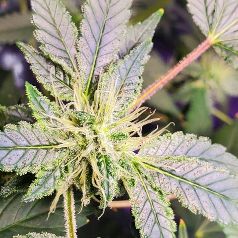 Unknown strain growlog timeline photo