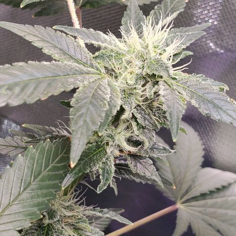 Unknown strain growlog timeline photo