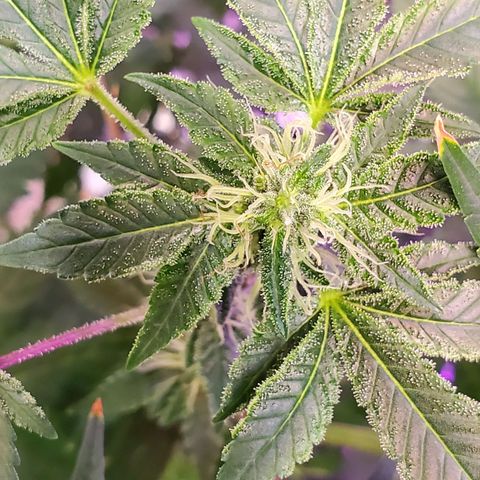 Unknown strain growlog timeline photo