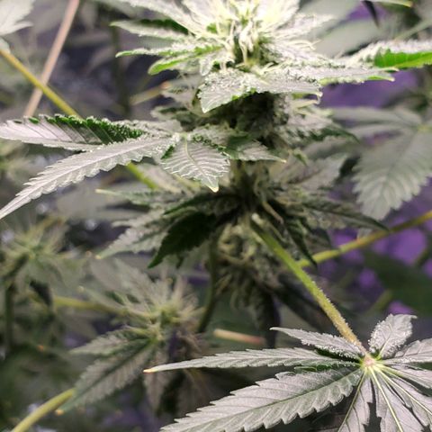 Unknown strain growlog timeline photo