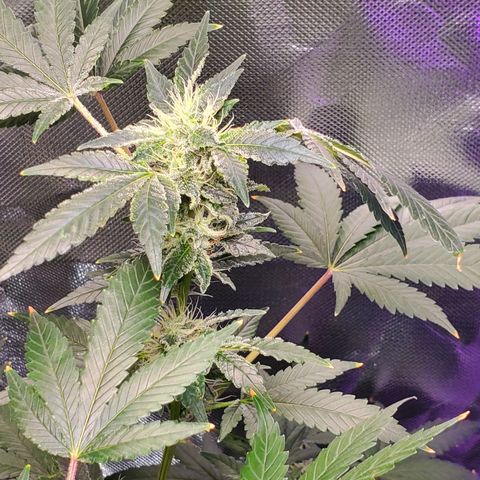 Unknown strain growlog timeline photo