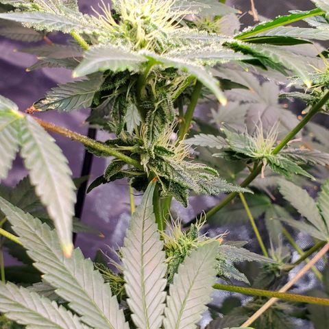 Unknown strain growlog timeline photo