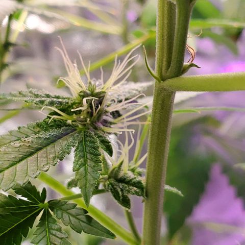 Unknown strain growlog timeline photo