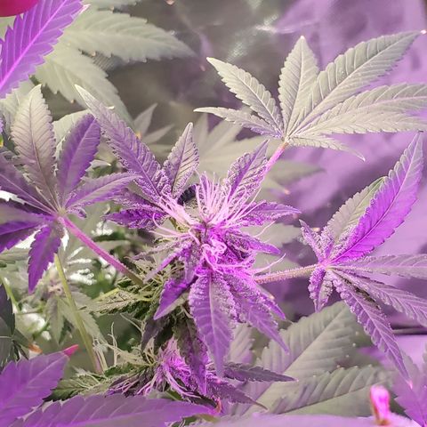Unknown strain growlog timeline photo