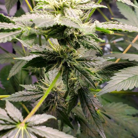 Unknown strain growlog timeline photo