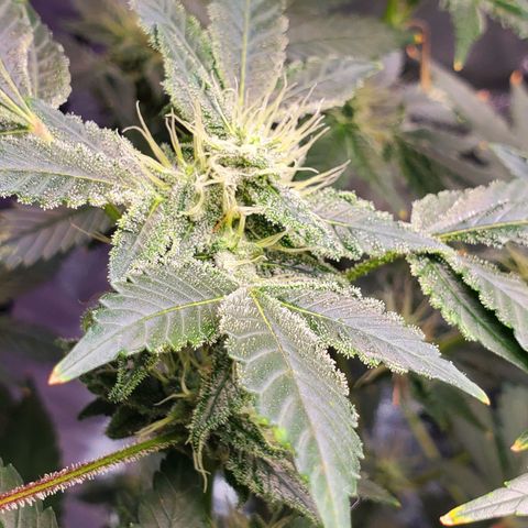 Unknown strain growlog timeline photo
