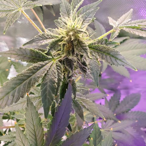 Unknown strain growlog timeline photo