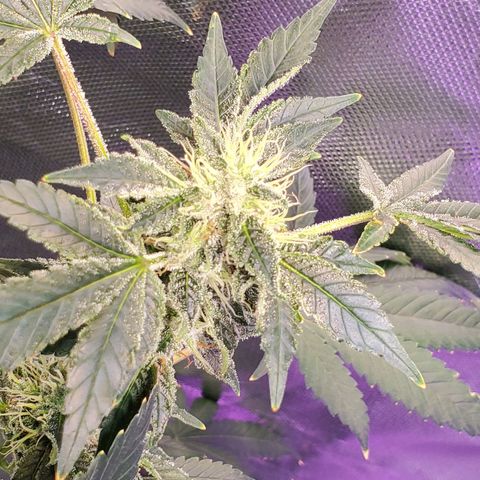 Unknown strain growlog timeline photo
