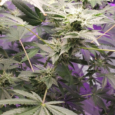 Unknown strain growlog timeline photo