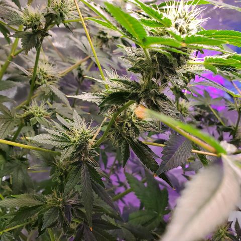 Unknown strain growlog timeline photo