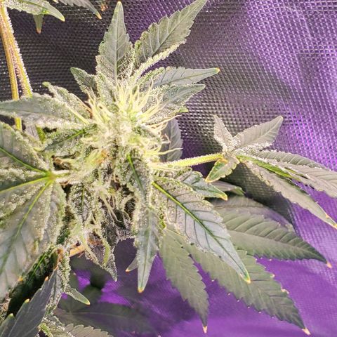 Unknown strain growlog timeline photo